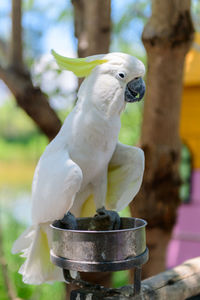 Cute white cockatoo bird on nature background, pet bird concept