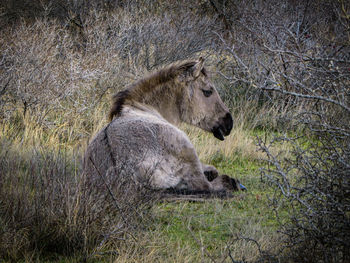 View of lion relaxing on field