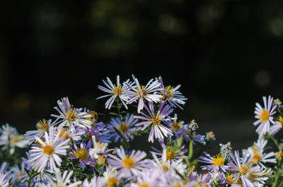 Close-up of purple flowering plant