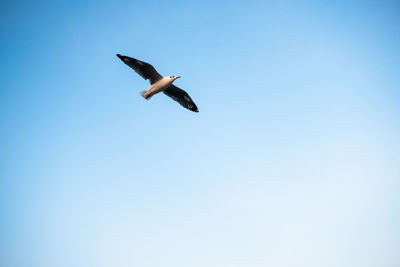 Low angle view of seagull flying in sky