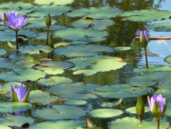 Close-up of lotus water lily in pond