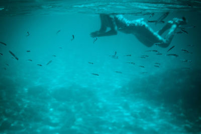 Fishes swimming in sea