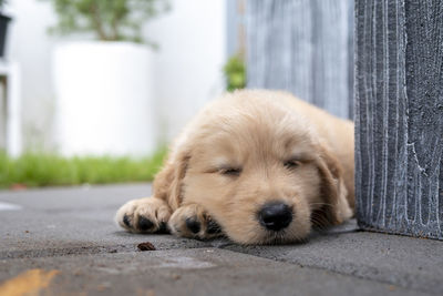 Close-up portrait of a dog