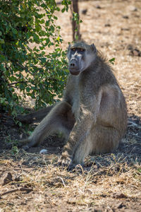 Chacma baboon sitting by plant on field