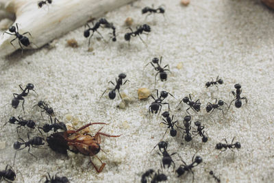 High angle view of ant on the ground