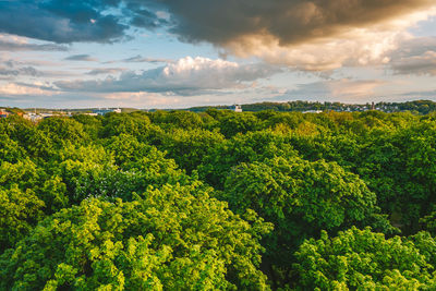 Plants growing on land against sky