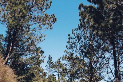 Low angle view of trees against blue sky