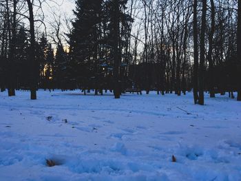 Trees on snow covered landscape