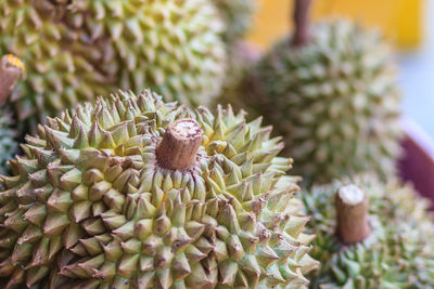 Close-up of succulent plant