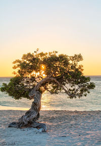 Driftwood on beach against sky during sunset