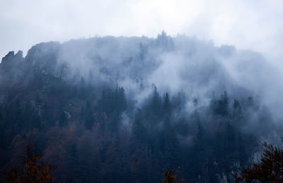 Panoramic view of forest against sky