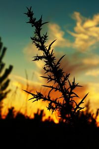 Plant growing on field at sunset