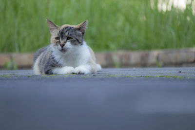 Portrait of cat sitting outdoors