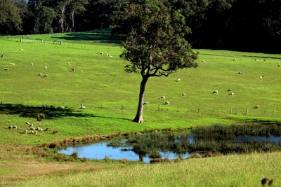 Scenic view of golf course on field