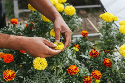 Unrecognizable male gardener in apron caring for yellow marigold flowers while working in greenhouse