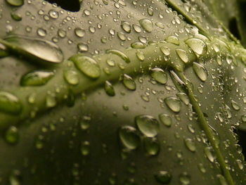 Close-up of water drops on leaf