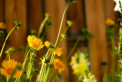 Close-up of yellow flowering plant