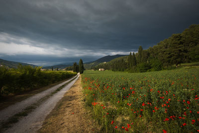Pathway in the rural field during spring season with leaden and dark sky in foligno, umbria