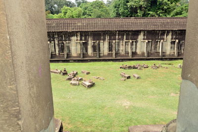 Flock of birds in park