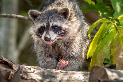 Close-up portrait of a racoon 