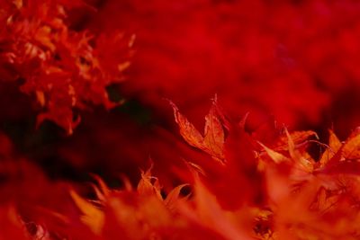 Full frame shot of red maple leaves