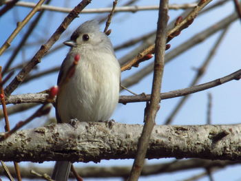 Close-up of bird perching on branch