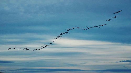 Birds flying in sky