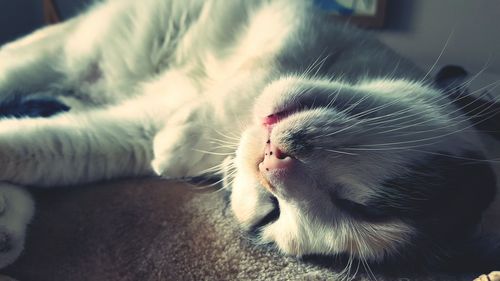 Close-up of cat sleeping