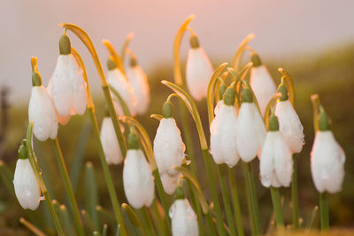 Close-up of crocus blooming outdoors