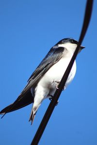 Low angle view of bird perching against clear blue sky