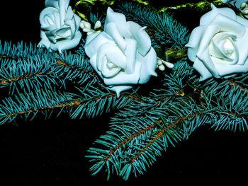 Close-up of christmas decorations on plant at night