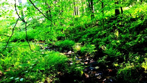 View of green forest