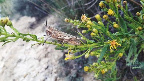 Close-up of butterfly on plant