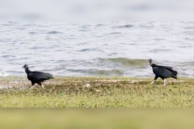 Bird on field against sky