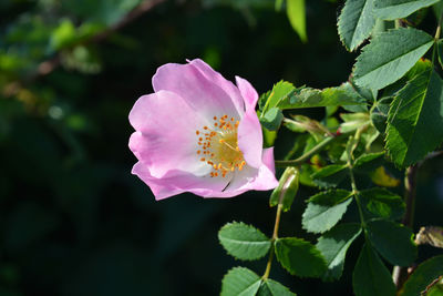 Wild rose flower, also known as dog rose or rosa canina, in a british hedgerow in late  may
