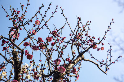 Low angle view of cherry blossoms against sky