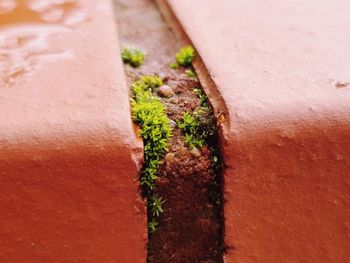 Close-up of tree trunk