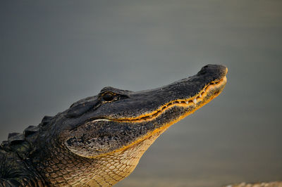 Close-up of a reptile against the sky