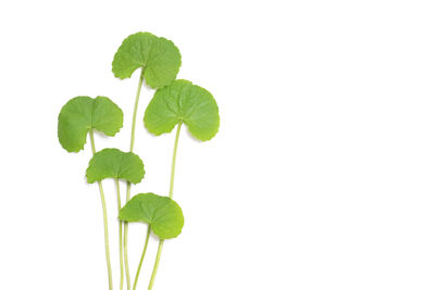 Close-up of plant leaves against white background