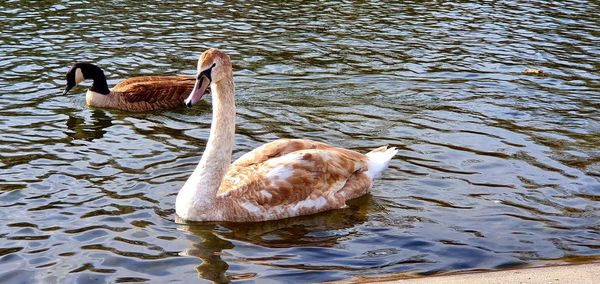 Ducks swimming in lake