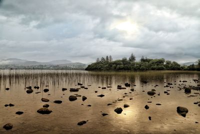 Flock of sheep in a lake