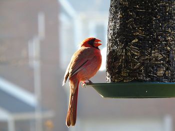 Cardinal eating at bird feeder 
