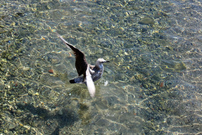 High angle view of duck swimming in sea