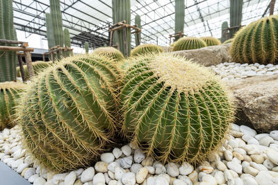 Cactus plant growing in greenhouse