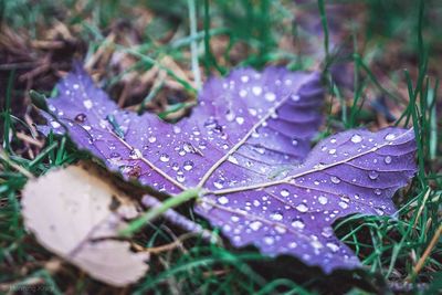 Close-up of raindrops on leaves