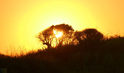 Silhouette trees on field against sky during sunset