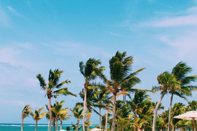 Low angle view of coconut palm trees against sky