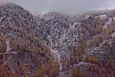 Panoramic view of pine trees in forest