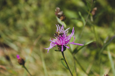 Close-up of butterfly pollinating on pink flower