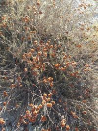 High angle view of plant on land